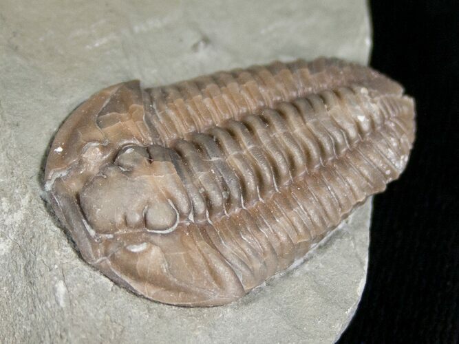 Flexicalymene Trilobite from Ohio - D #5898